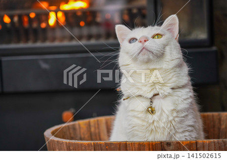 暖炉の前の愛らしい白猫 暖炉の前の愛らしい白猫 141502615