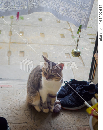 婆ちゃんの玄関に来た野良猫 婆ちゃんの玄関に来た野良猫 141502651