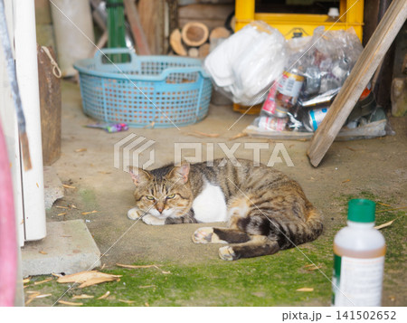 ばあちゃんちの倉庫で眠る猫 141502652