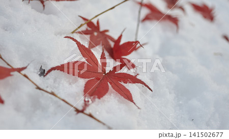 風景 雪 落ち葉 モミジ 風景 雪 落ち葉 モミジ 141502677
