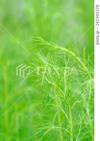 Dog fennel, dogfennel or Eupatorium capillifolium or false dill tree or Asteraceae or vegetable plant Dog fennel, dogfennel or Eupatorium capillifolium or false dill tree or Asteraceae or vegetable plant 141503178