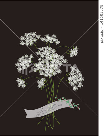 レースフラワーの花束 黒背景 レースフラワーの花束 黒背景 141503379