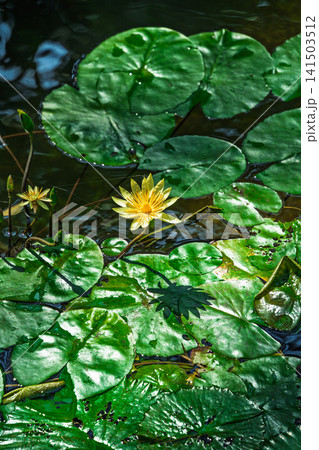水面に咲く黄色い睡蓮の花 水面に咲く黄色い睡蓮の花 141503512