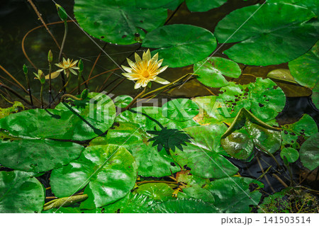 水面に咲く黄色い睡蓮の花 水面に咲く黄色い睡蓮の花 141503514