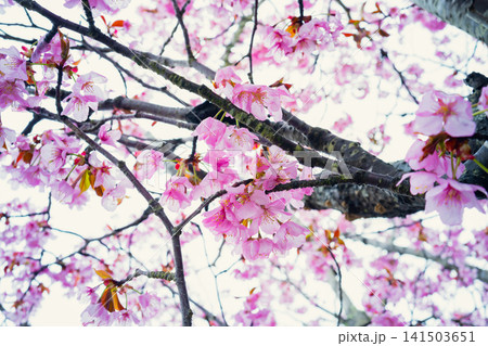 Pink cherry blossom flowers blooming on tree branches, sakura season and spring nature background. Pink cherry blossom flowers blooming on tree branches, sakura season and spring nature background. 141503651