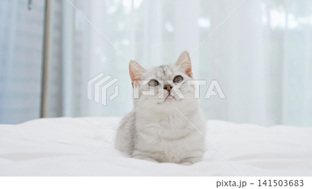 Small Scottish kitten lying down on white bed of relaxing and cozy wellbeing in home. Small Scottish kitten lying down on white bed of relaxing and cozy wellbeing in home. 141503683