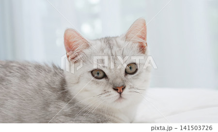 Small Scottish kitten lying down on white bed of relaxing and cozy wellbeing in home. 141503726