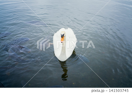 White swan swimming in lake water with fish, aquatic animal concept White swan swimming in lake water with fish, aquatic animal concept 141503745