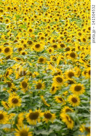 太陽のように輝くひまわりの花畑 太陽のように輝くひまわりの花畑 141504532