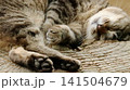木株の上で爆睡するネコ 141504679