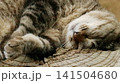 爆睡するノラ猫の顔と前足 141504680