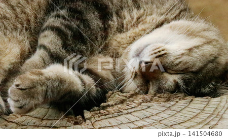 爆睡するノラ猫の顔と前足 141504680
