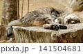 爆睡するノラ猫の後ろ足の様子 141504681