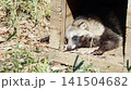 木のハウスから頭を出して休むタヌキ 141504682