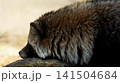 石の上に顎を付けて考え事をしているタヌキ 141504684
