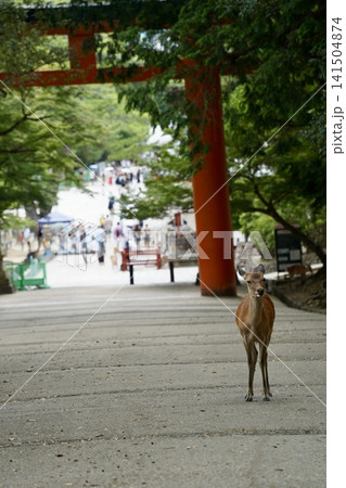 神社の鹿と鳥居の下を歩く鹿 神社の鹿と鳥居の下を歩く鹿 141504874