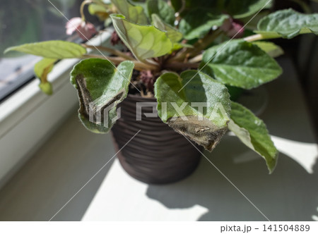 Sunburn damage on African violet Saintpaulia leaf. Brown leaf spots on indoor uzambar violet on windowsill. 141504889
