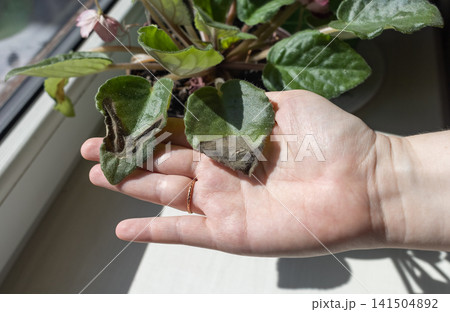 Sunburn damage on African violet Saintpaulia leaf. Brown leaf spots on indoor uzambar violet on windowsill. Sunburn damage on African violet Saintpaulia leaf. Brown leaf spots on indoor uzambar violet on windowsill. 141504892