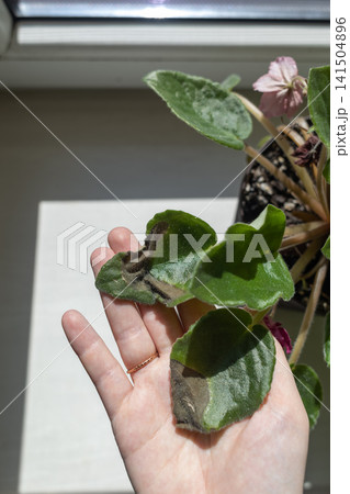 Sunburn damage on African violet Saintpaulia leaf. Brown leaf spots on indoor uzambar violet on windowsill. Sunburn damage on African violet Saintpaulia leaf. Brown leaf spots on indoor uzambar violet on windowsill. 141504896