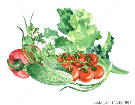 Composition of the tomatoes, cucumbers, parsley, bell pepper, lettuce and green onion. Watercolor illustration. Handmade art work. For packaging design, cards, prints, product labels and fabric. 141504997