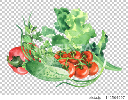 Composition of the tomatoes, cucumbers, parsley, bell pepper, lettuce and green onion. Watercolor illustration. Handmade art work. For packaging design, cards, prints, product labels and fabric. 141504997