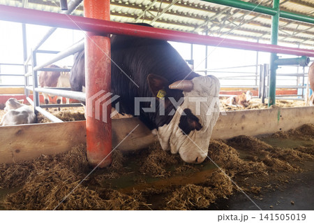 Simmental bull feeding on hay inside a modern livestock farm shed. Domestic cattle eating in a barn stall. 141505019