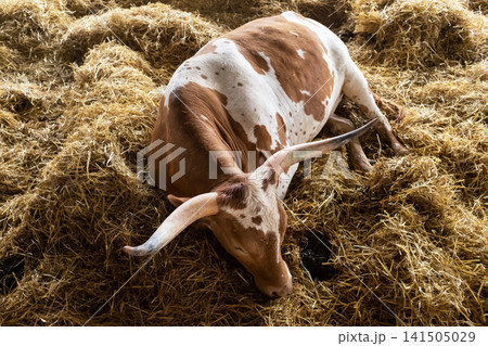 A Texas Longhorn cow resting comfortably on fresh straw inside a clean barn on a dairy farm. Livestock breeding and sustainable agriculture concept. A Texas Longhorn cow resting comfortably on fresh straw inside a clean barn on a dairy farm. Livestock breeding and sustainable agriculture concept. 141505029