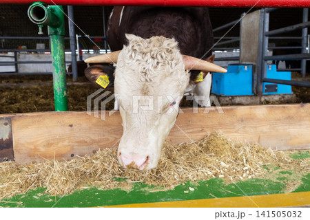 A large Simmental bull stands in a modern livestock barn. The powerful breeding bull eats feed inside a clean farm pen. A large Simmental bull stands in a modern livestock barn. The powerful breeding bull eats feed inside a clean farm pen. 141505032
