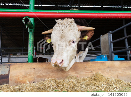 A large Simmental bull stands in a modern livestock barn. The powerful breeding bull eats feed inside a clean farm pen. A large Simmental bull stands in a modern livestock barn. The powerful breeding bull eats feed inside a clean farm pen. 141505033