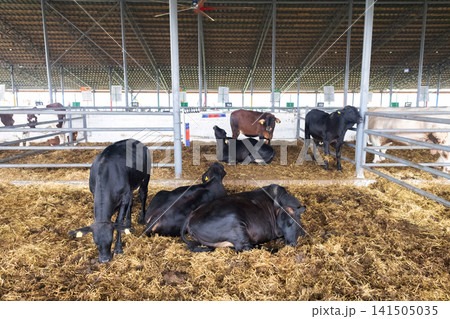 Black brangus cattle resting in a modern covered livestock barn. Domestic cows on straw bedding inside a clean farm facility. Black brangus cattle resting in a modern covered livestock barn. Domestic cows on straw bedding inside a clean farm facility. 141505035