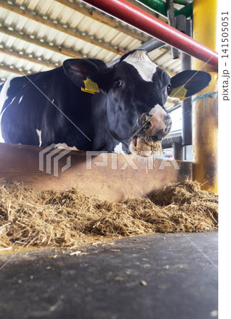 Holstein cow eating hay inside a modern dairy farm barn. Domestic black and white cattle feeding at livestock agricultural shed. Holstein cow eating hay inside a modern dairy farm barn. Domestic black and white cattle feeding at livestock agricultural shed. 141505051