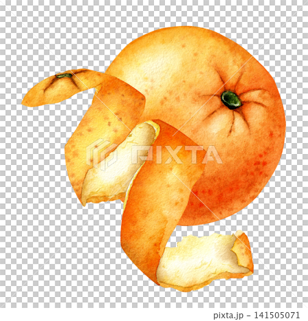 Watercolor Whole Orange With Citrus Peel Spiral Watercolor Whole Orange With Citrus Peel Spiral 141505071