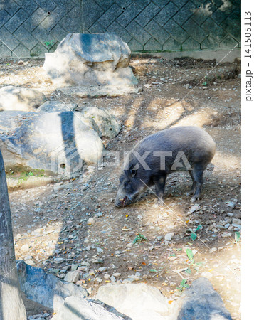 動物園のイノシシ 動物園のイノシシ 141505113
