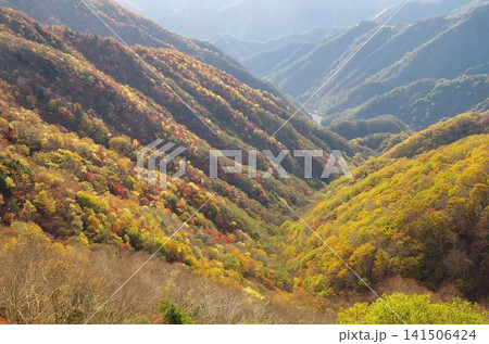 半月山の谷間に広がる鮮やかな紅葉の絨毯 141506424
