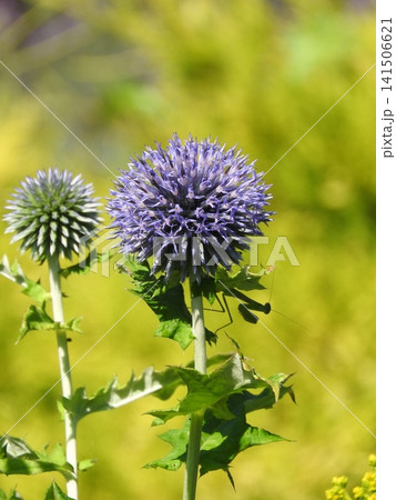 夏に球状の青い花を咲かせるキク科の多年草「ルリタマアザミ（エキノプス）」 141506621