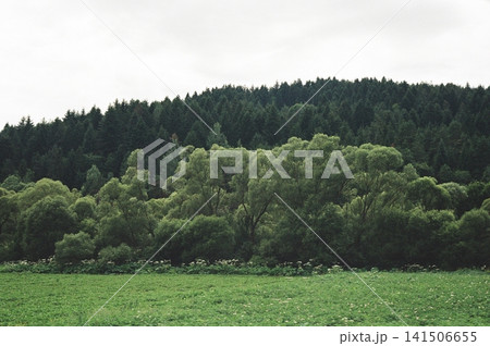 Lush green meadow foreground with layered treeline and dense mixed forest climbing hillside beneath pale overcast sky, revealing soft diffused light and tranquil rural landscape 141506655