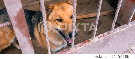 Homeless Dog Waiting for Adoption in Animal Shelter Cage 141506866