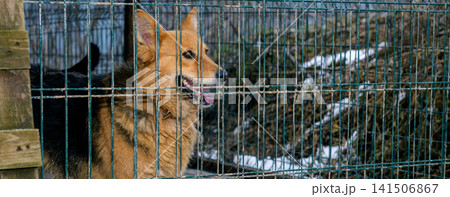 Homeless Dog Waiting for Adoption in Animal Shelter Cage Homeless Dog Waiting for Adoption in Animal Shelter Cage 141506867