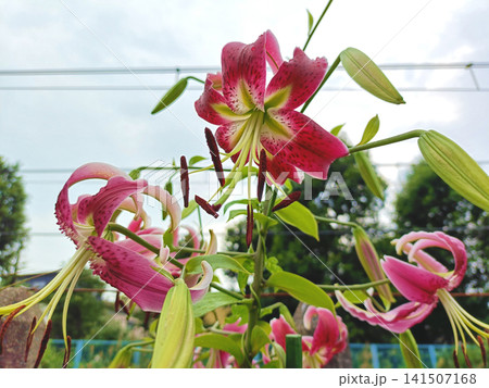 カノコユリの開花 カノコユリの開花 141507168