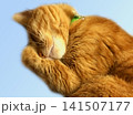 トラ猫、寝姿 141507177