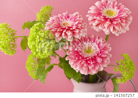 ピンクの花瓶に生けられた華やかなガーベラとグリーンのアレンジメント ピンクの花瓶に生けられた華やかなガーベラとグリーンのアレンジメント 141507257