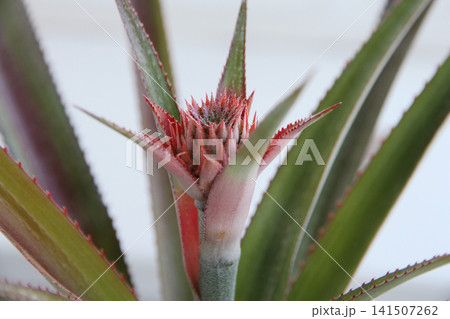 Young pineapple fruit developing on an indoor potted plant. Close-up of an exotic tropical houseplant growing on a sunny windowsill. Young pineapple fruit developing on an indoor potted plant. Close-up of an exotic tropical houseplant growing on a sunny windowsill. 141507262