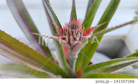 Close-up of a young pineapple fruit emerging from the center of a tropical houseplant growing indoors on a windowsill 141507266