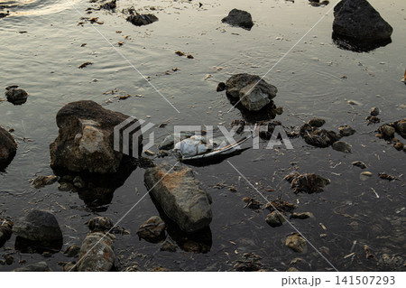 Seagull floats among rocks and debris in coastal water showing pollution impact on wildlife Seagull floats among rocks and debris in coastal water showing pollution impact on wildlife 141507293