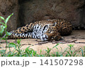 寝そべりこちらを見つめるジャガー 寝そべりこちらを見つめるジャガー 141507298