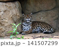 岩陰で体を起こし見上げる凛々しいジャガー 岩陰で体を起こし見上げる凛々しいジャガー 141507299