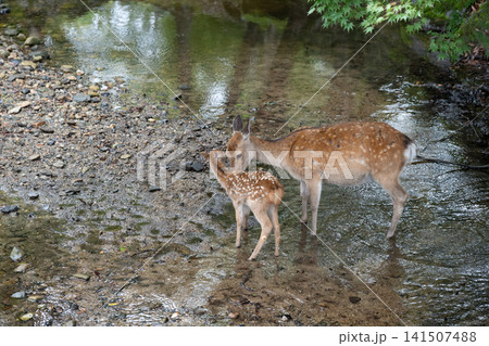 奈良公園で寄り添う鹿の親子 奈良公園で寄り添う鹿の親子 141507488