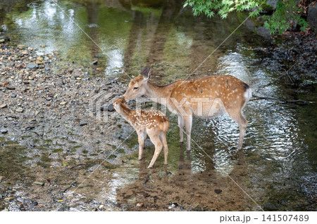 奈良公園で寄り添う鹿の親子 奈良公園で寄り添う鹿の親子 141507489