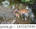 奈良公園で寄り添う鹿の親子 141507490
