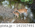 奈良公園で寄り添う鹿の親子 141507491